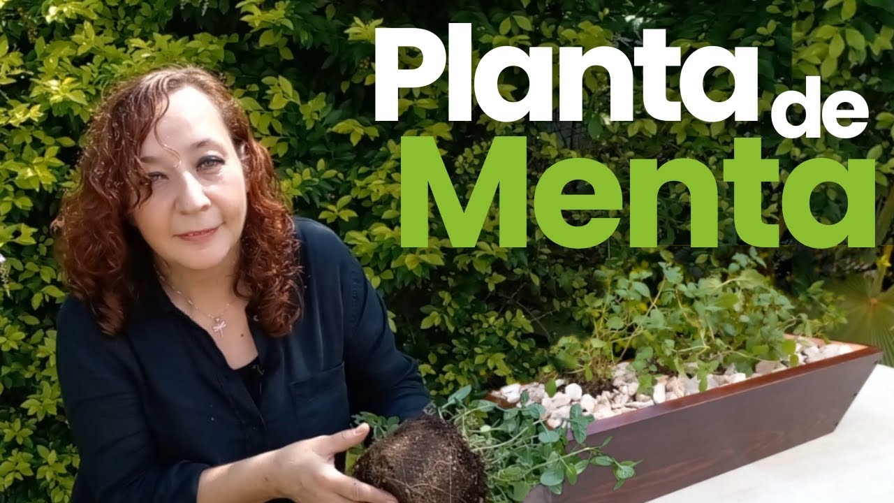 Planta Menta Propiedades y Cuidados.