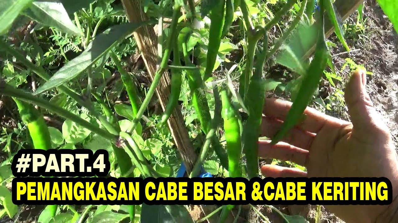 Cara Pemangkasan Cabe Merah & Keriting Agar Buah Lebat dan Tidak Rontok #PART 4