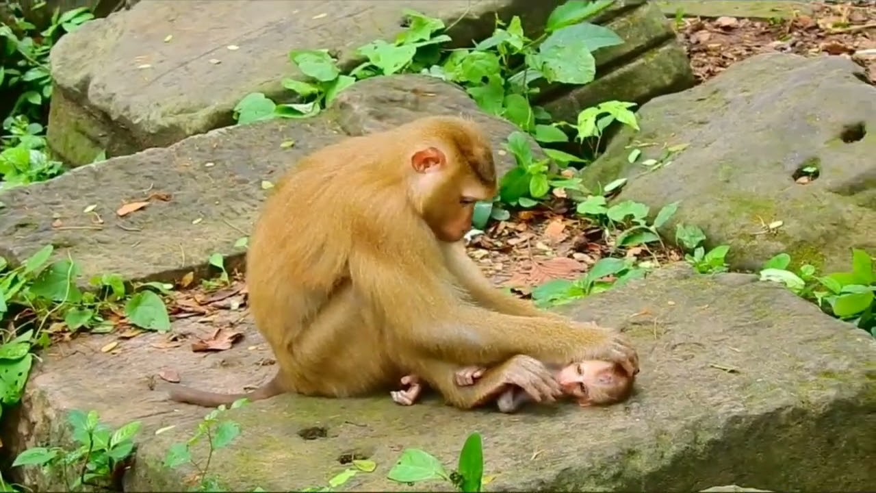 sikap yang sangat lucu