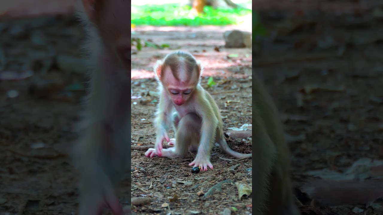 #monkeyrose #babymonkey