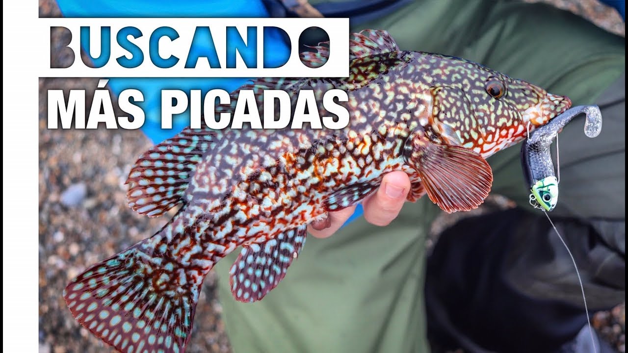 Cómo pescar PINTOS Y MARAGOTAS || Mis técnicas