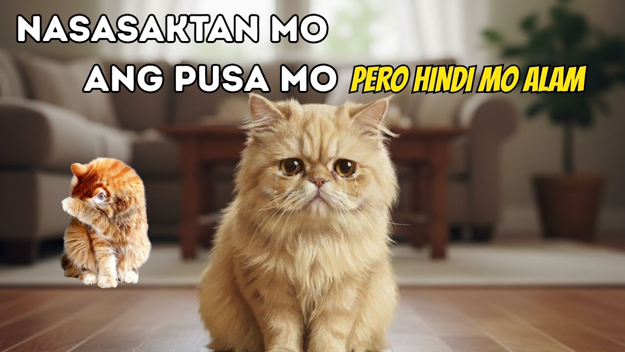 Mga Bagay na Akala Mo Normal Lang, Pero Nakakasakit sa Pusa Mo!
