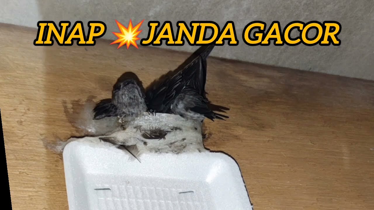 SUARA INAP 💥JANDA GACOR