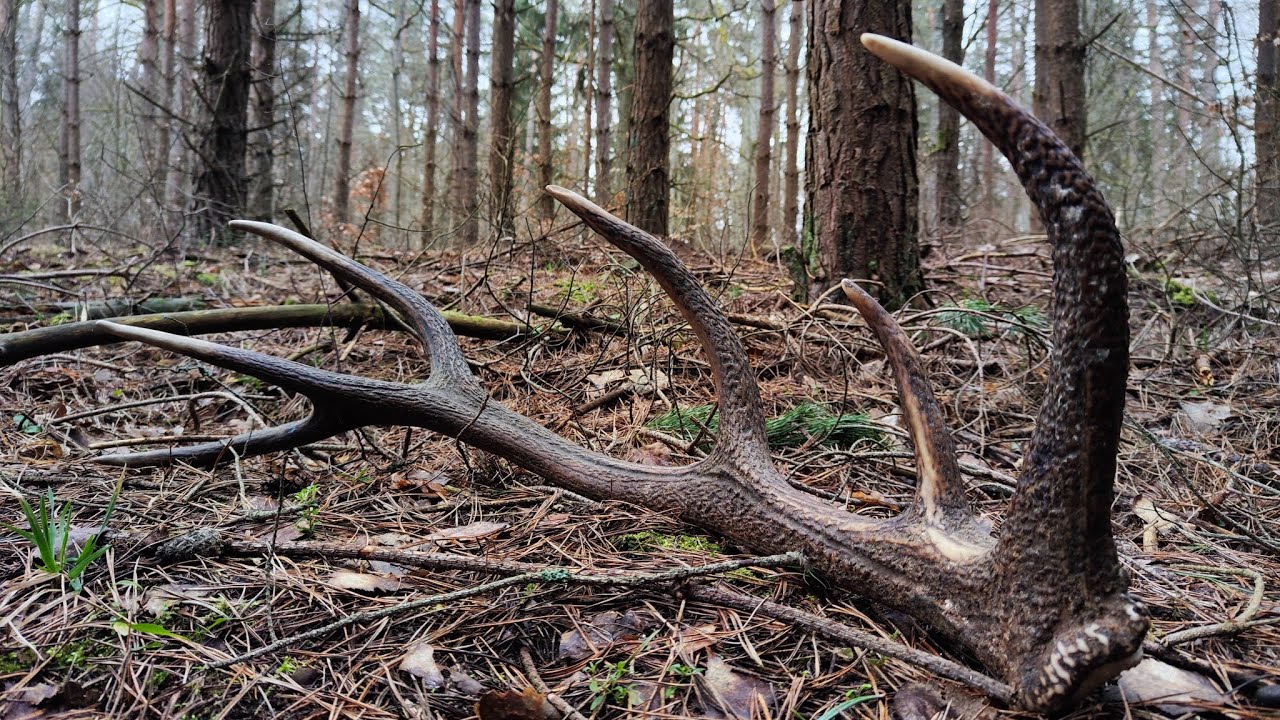 Zrzuty 2024r.  Pierwszy świeży 12-stak🌲🦌