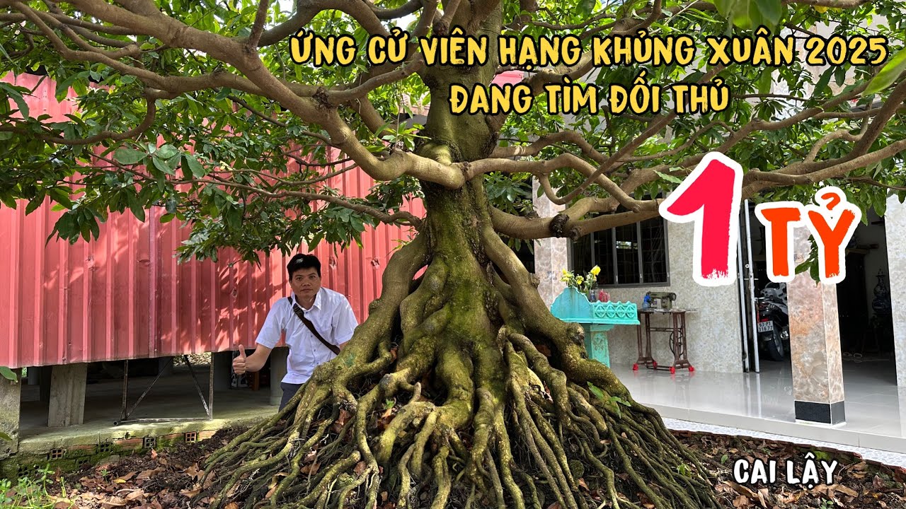 Chiêm Ngưỡng Cây Mai Gần 1 Tỷ Siêu Khủng Xuân 2025 Quá Nét