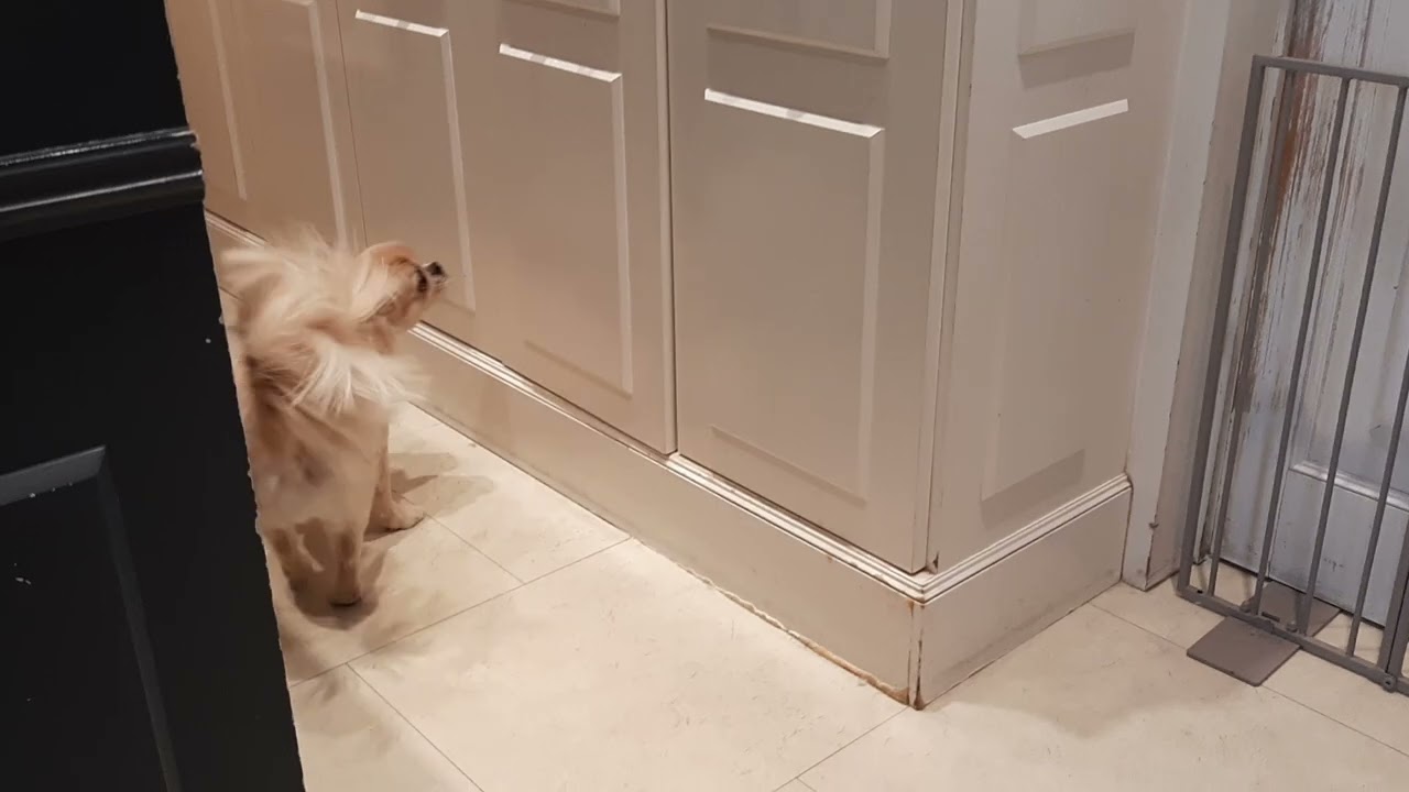 豆太ちゃんと遊ぶ♪