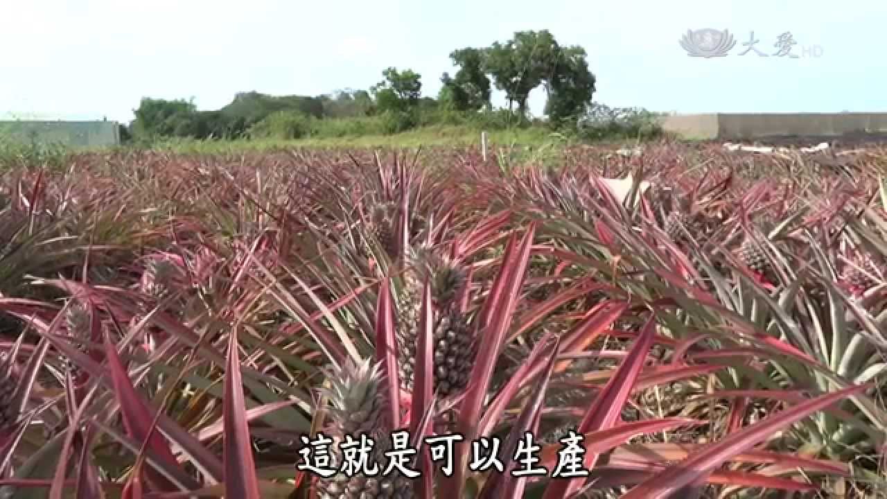 【農夫與他的田】20150622 - 東星種的鳳梨