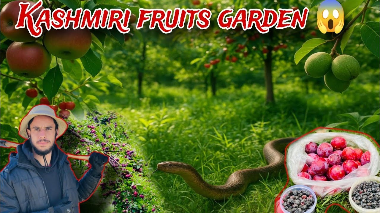 Exploring a Kashmiri Fruit Garden😳||You Won’t Believe What I Saw!😱A Big Snack