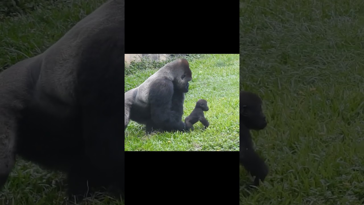 #Silverback #Gorilla D'jeeco 22y10m old dad & son Jabali 10m old