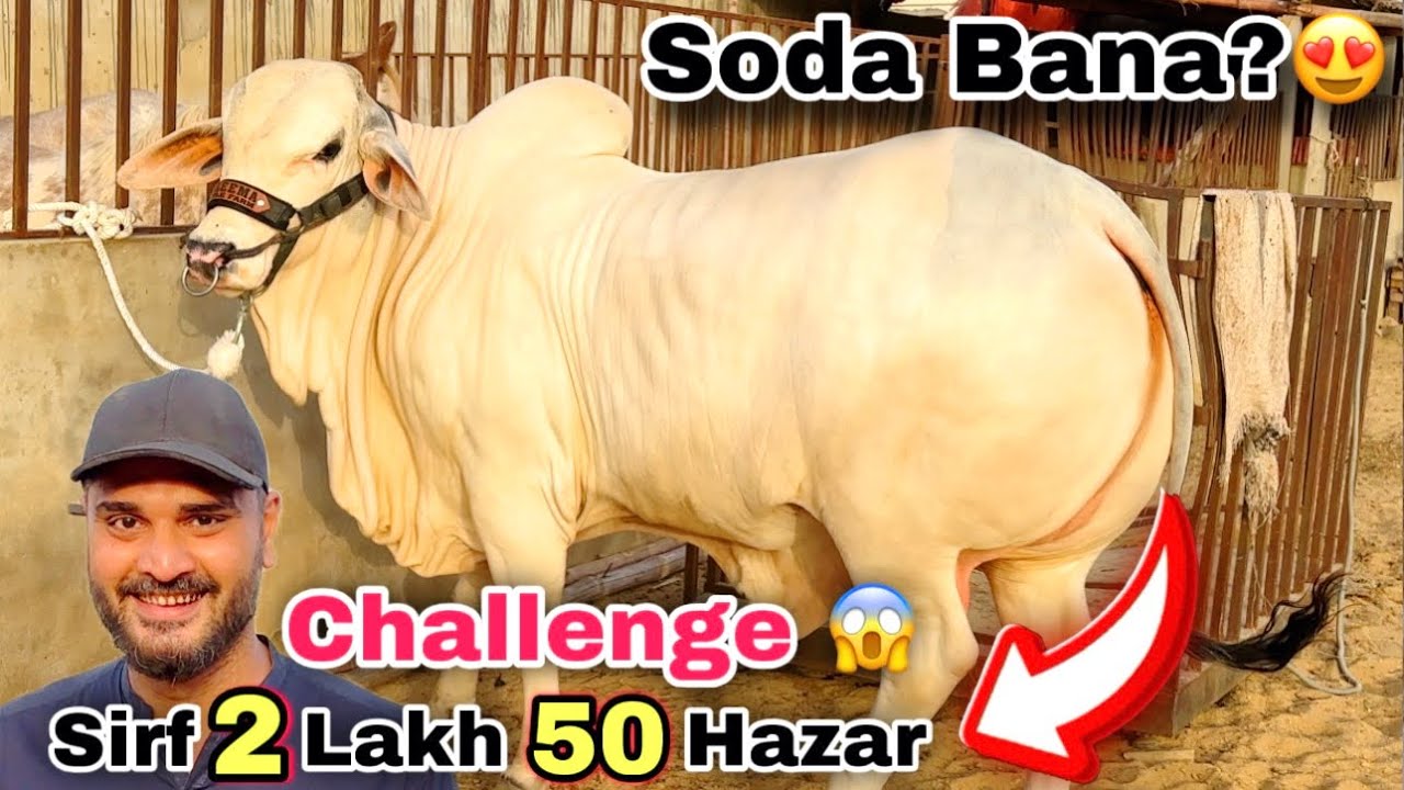 Qurbani 2026 Ka Sasta Janwer 😍 Sale Laga Di ❌ | Mid Range Qurbani Collection At Haleema Cattle Farm