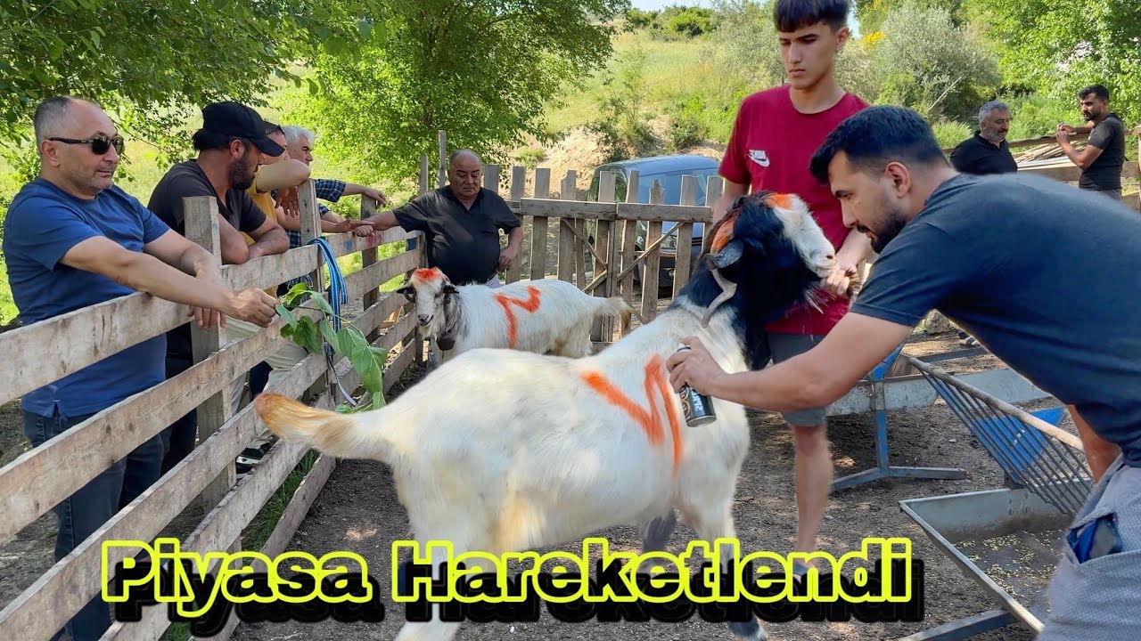 Satışlar Patladı ‼️ KURBANLIK SEÇİMİ - 2025 KURBANLIK SATIŞI - Osmaniye