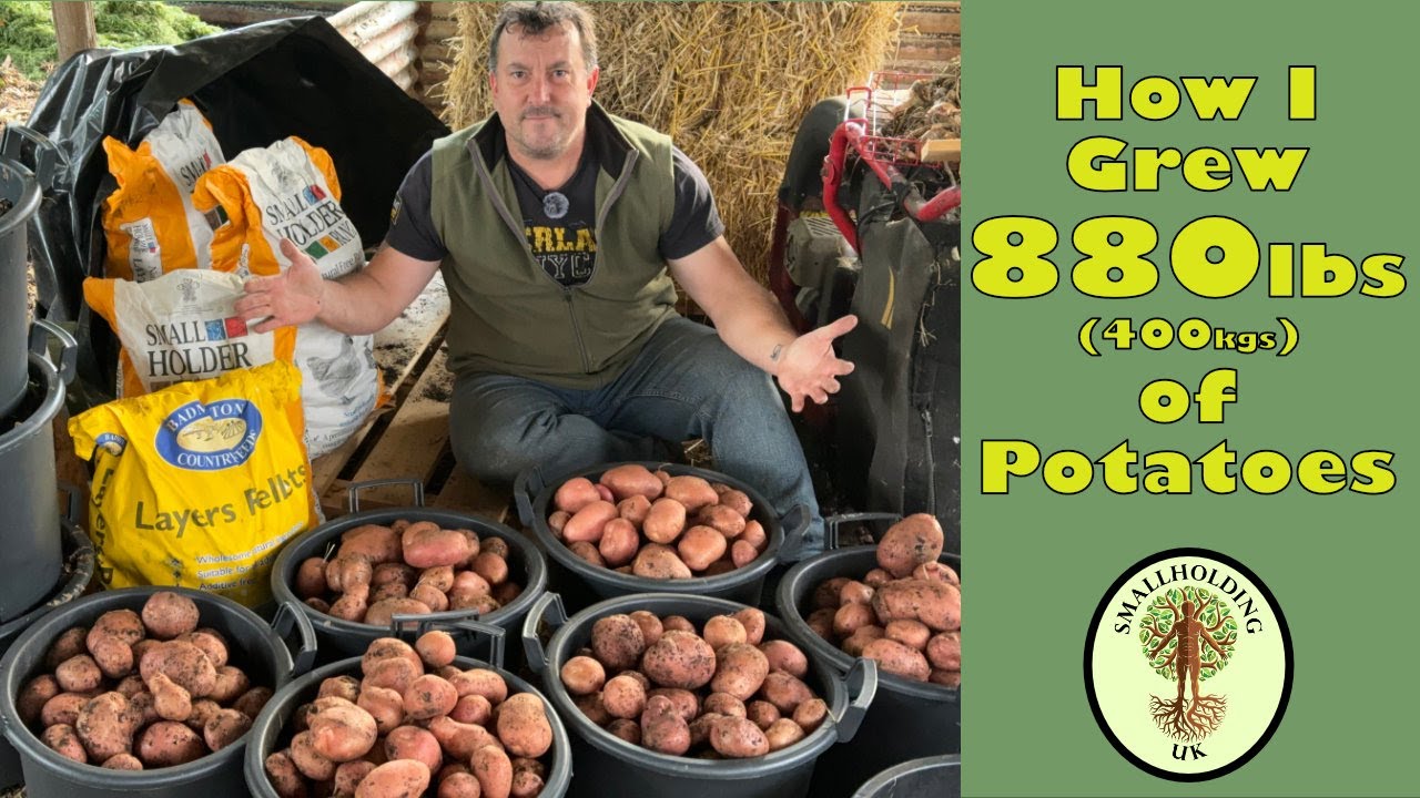 Growing Potatoes for Self Sufficiency | No Dig Gardening | Self Sufficiency | Smallholding UK
