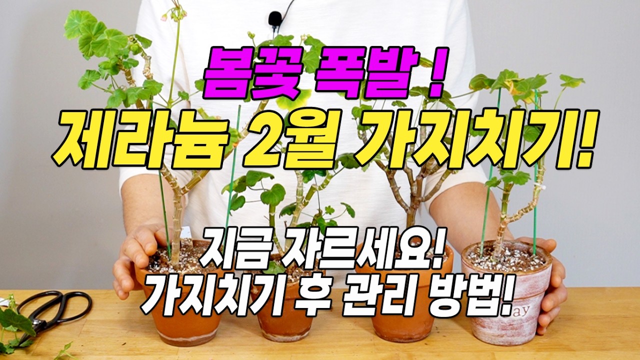 봄꽃 폭발! 제라늄 2월 가지치기! 지금 안자르면 봄에 후회함!꽃을 많이 보기 위한 제라늄 가지치기!-홈가드닝 아파트정원 HomeGardening#pelargonium