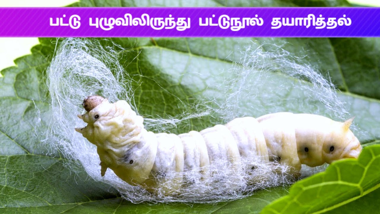 பட்டு நூல் தொழிற்சாலை | Silk manufacturing Process in tamil | Silk Factory |  FACTORY IN TAMIL