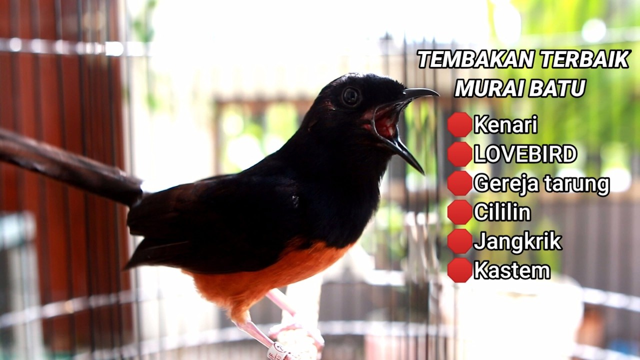 PANCINGAN MURAI BATU SIANG HARI GACOR CEPAT BIKIN EMOSI MURAI NEMBAK ISIAN KENARI CILILIN LOVEBIRD