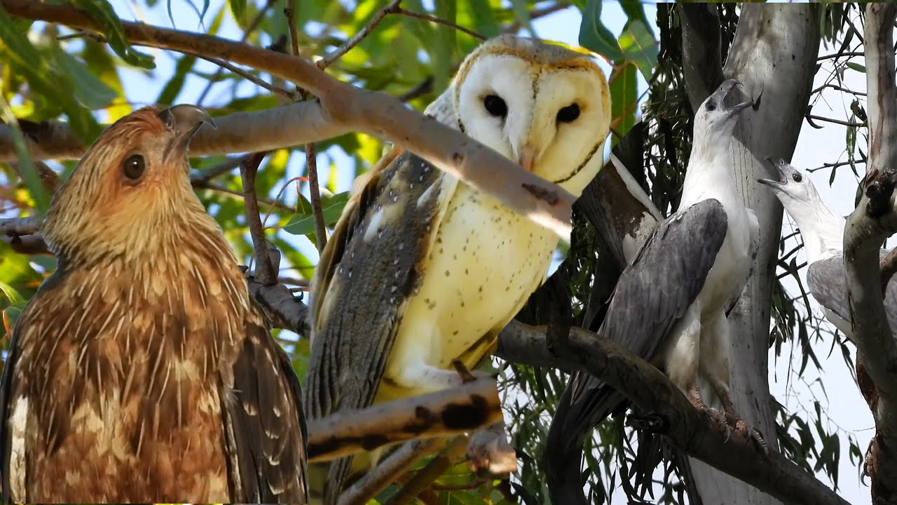 Birds of Prey Australia: Incredible Footage of 11 Raptors in the Wild
