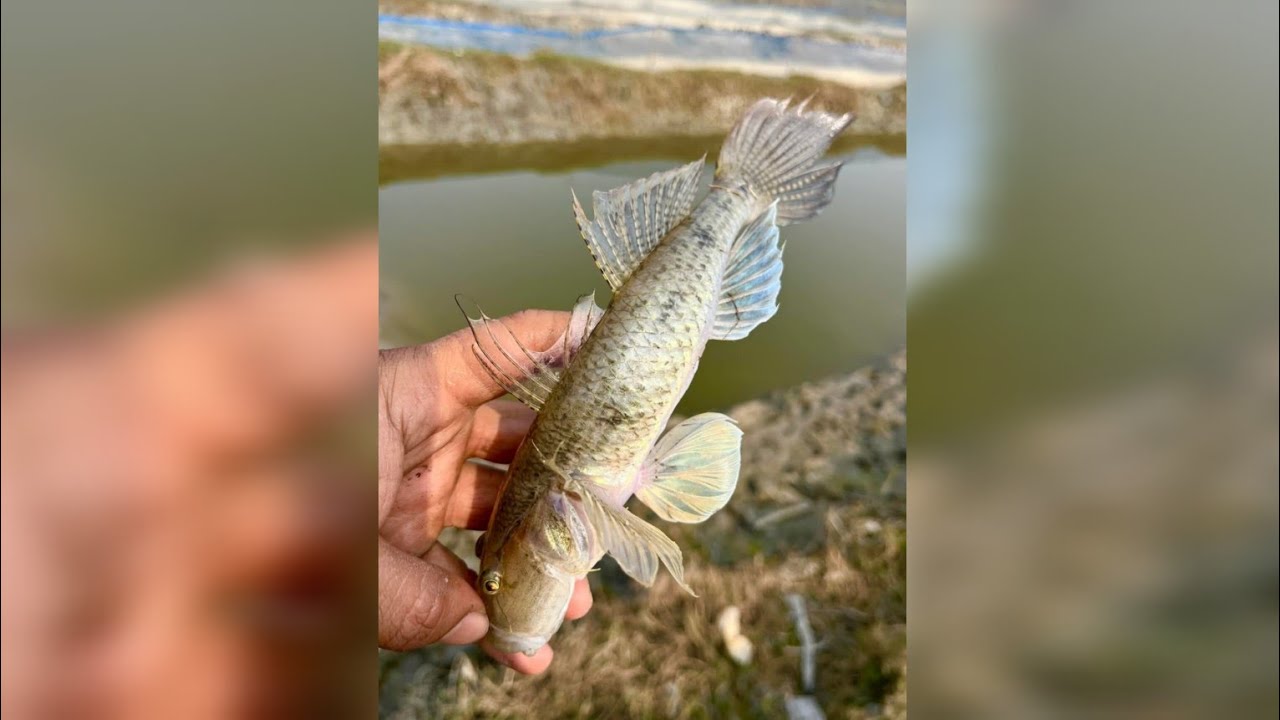 Nice fish ❤️সুন্দর মাছ ♥️♥️