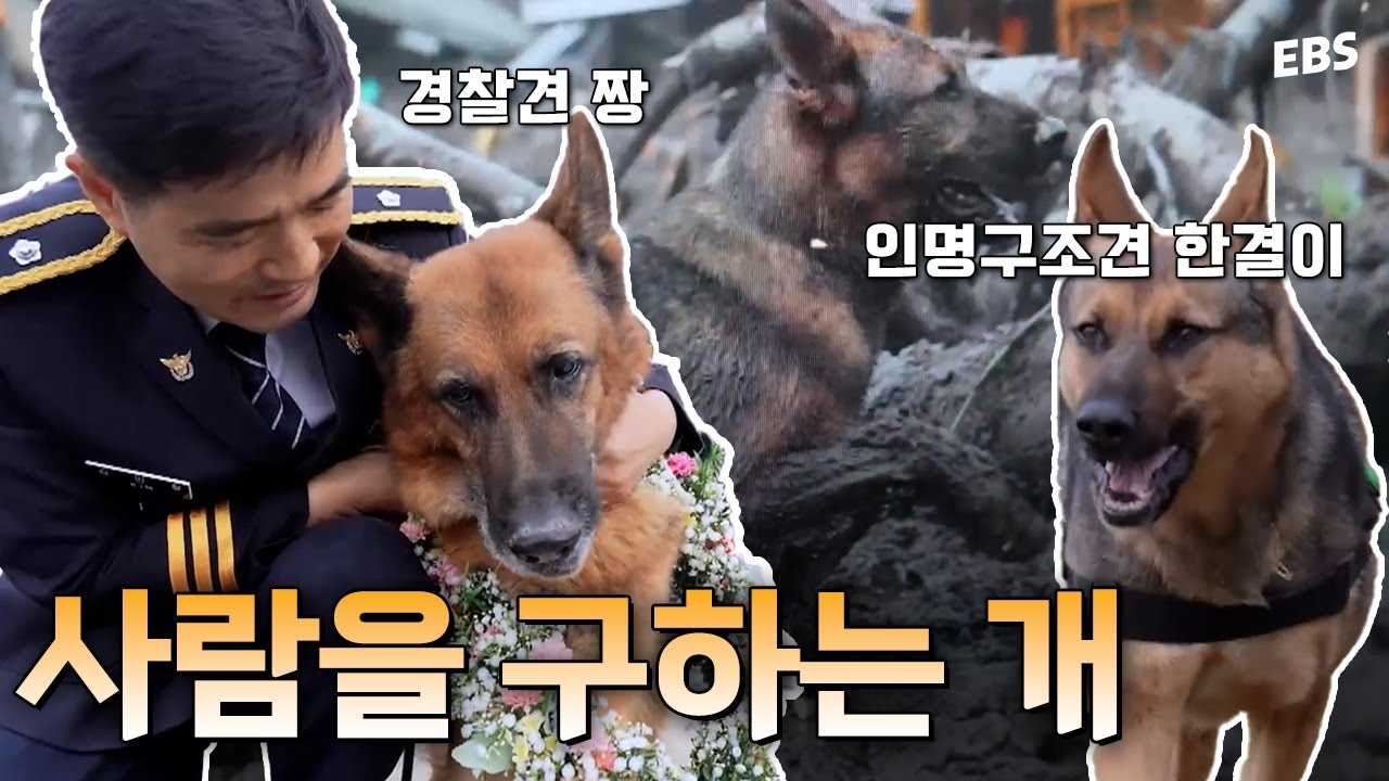 대한민국 119인명구조견 한결이와 경찰견 짱의 이야기 | 다큐프라임 - 더 도그 2부. 네 발의 영웅, 저먼 셰퍼드 #다큐멘터리