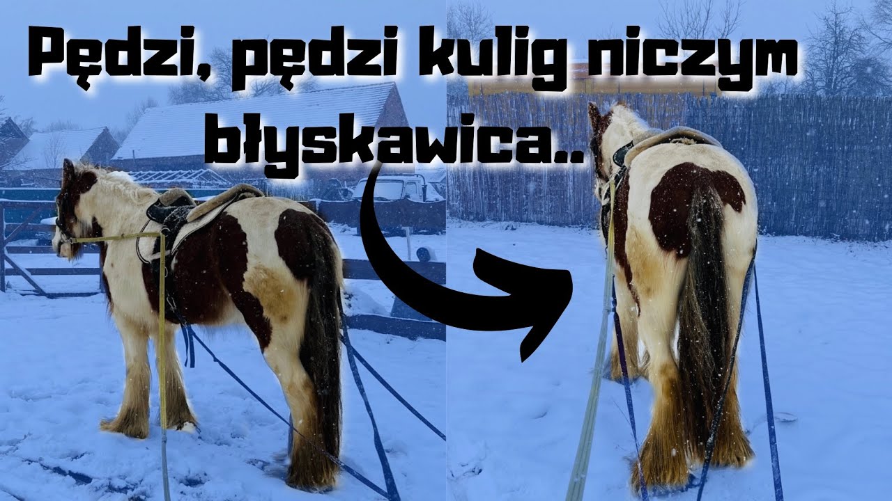 Z KOPYTA KULIG RWIE…❄️❄️