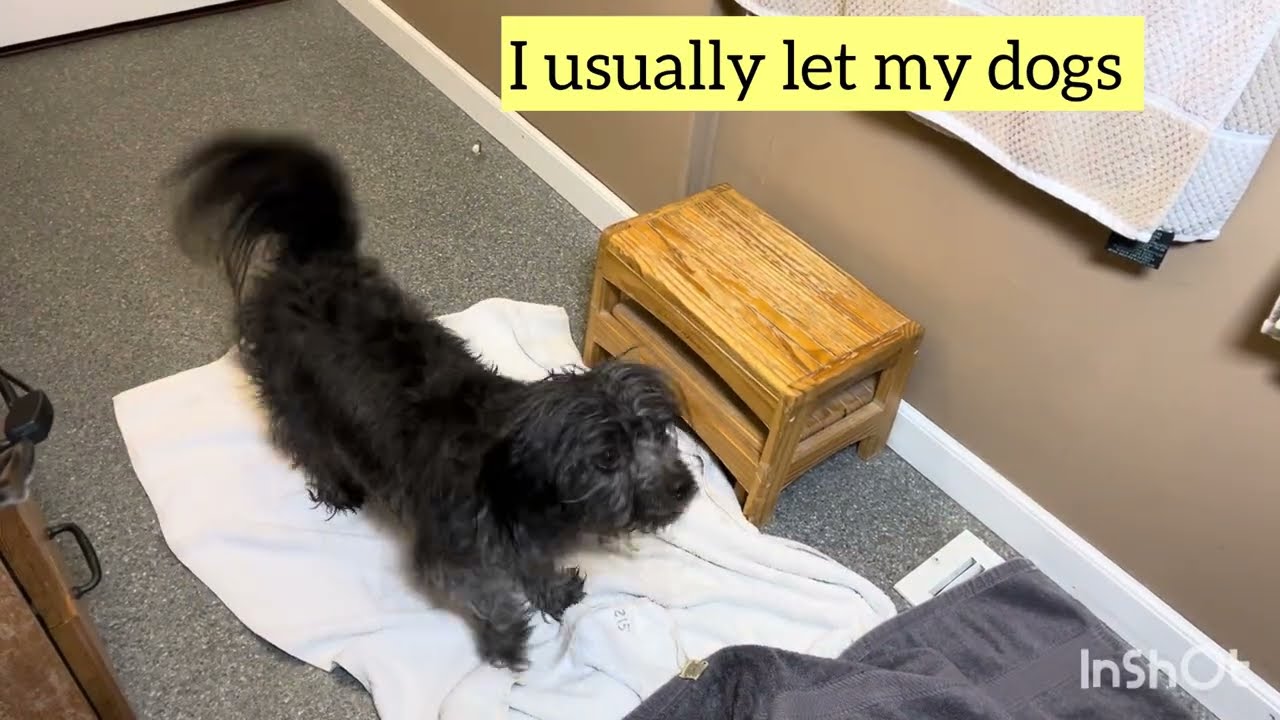 DIY Groomer-Approved Bath + Brush Tips (for Sensitive Groom Dogs)