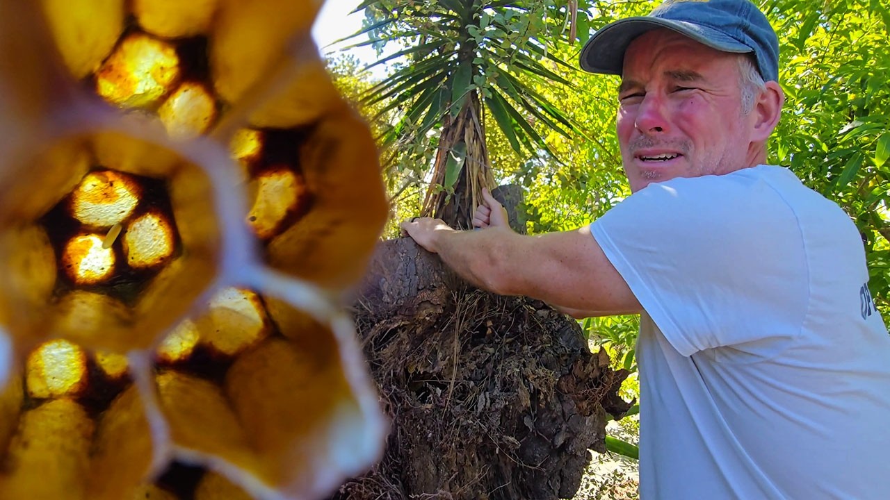 Hidden Bee Hive With a Painful Surprise