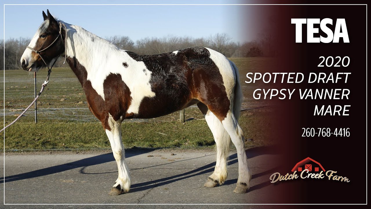SOLD Tesa, 2020 Gypsy Vanner/Spotted Draft Mare | New Paris Mount Up Auction
