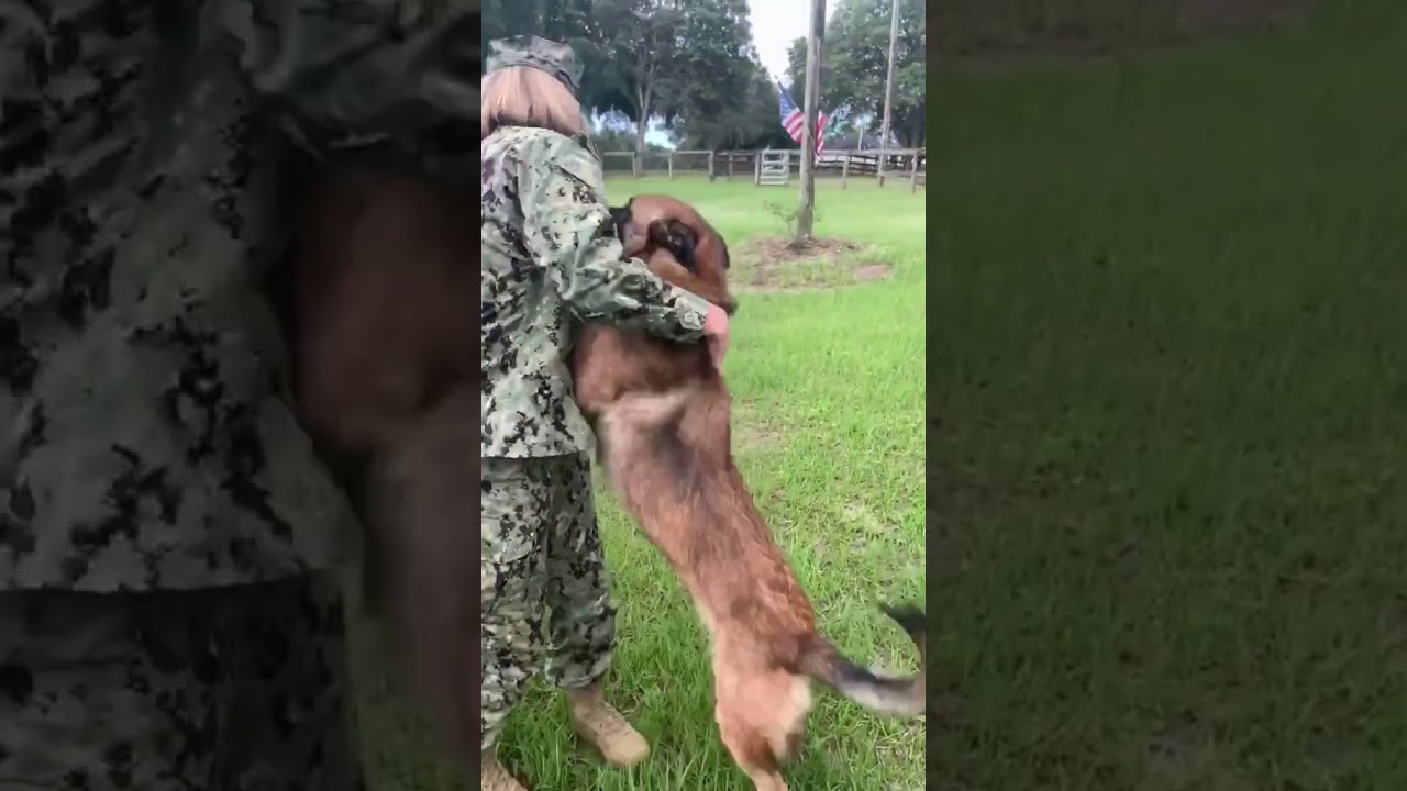 Dogs Welcoming Soldier Home