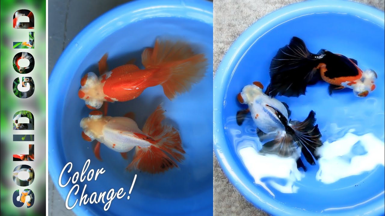 ARE THESE EVEN THE SAME FISH?! + Butterflies for Sale this Friday