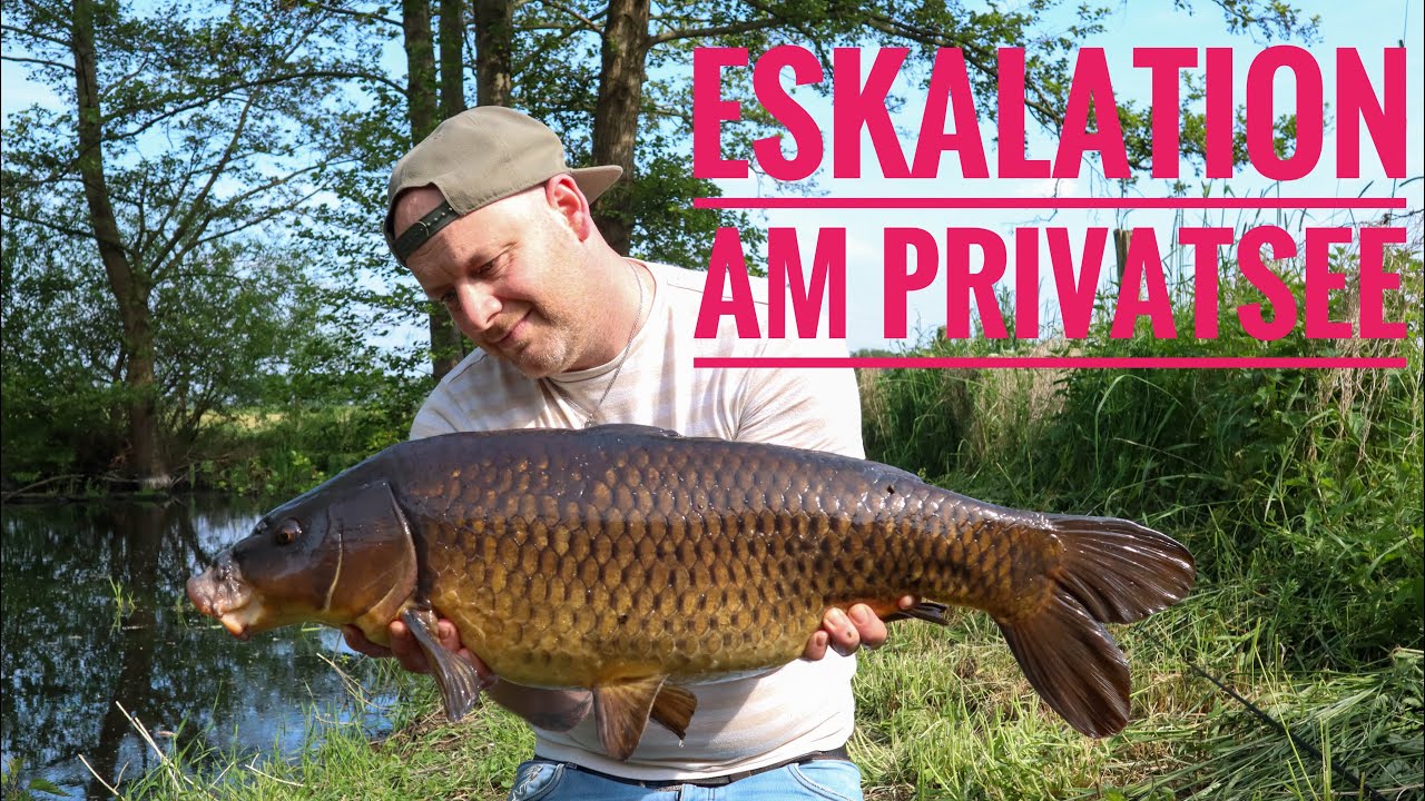 Karpfenangeln am Privatsee // Eskalation in der Mittagssonne // Karpfen Ultras // Videotagebuch 115