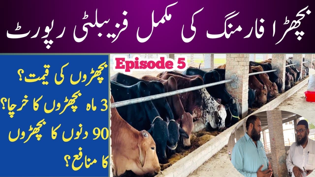 Feasibility Of Calf Fattening || Feasibility Report of 90 Days of Bachra Fattening|Calves fattening