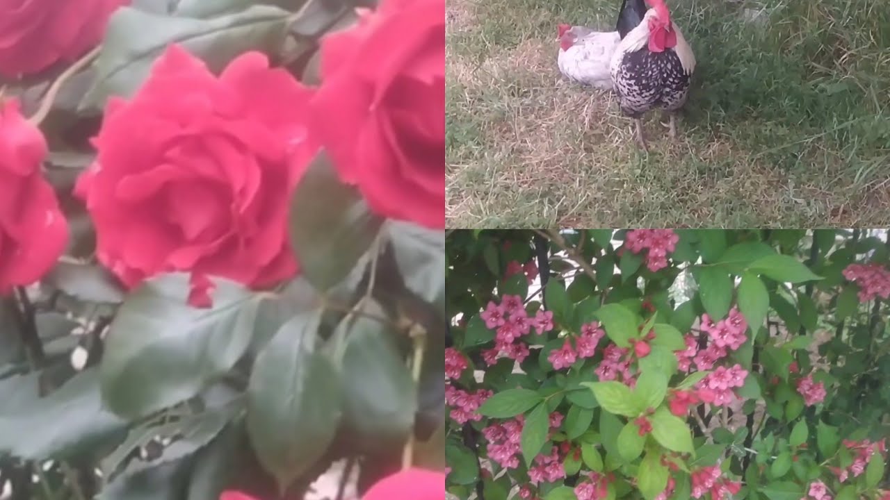 BAHÇEMİZİN ÇİÇEKLERİ ÇOK GÜZEL AÇTILAR😍🌷🌺🌹🌸💮🥀BAHÇE EVİMİZDE TADİLAT İŞLERİNE DEVAM🛠️🪛🔨🛠️