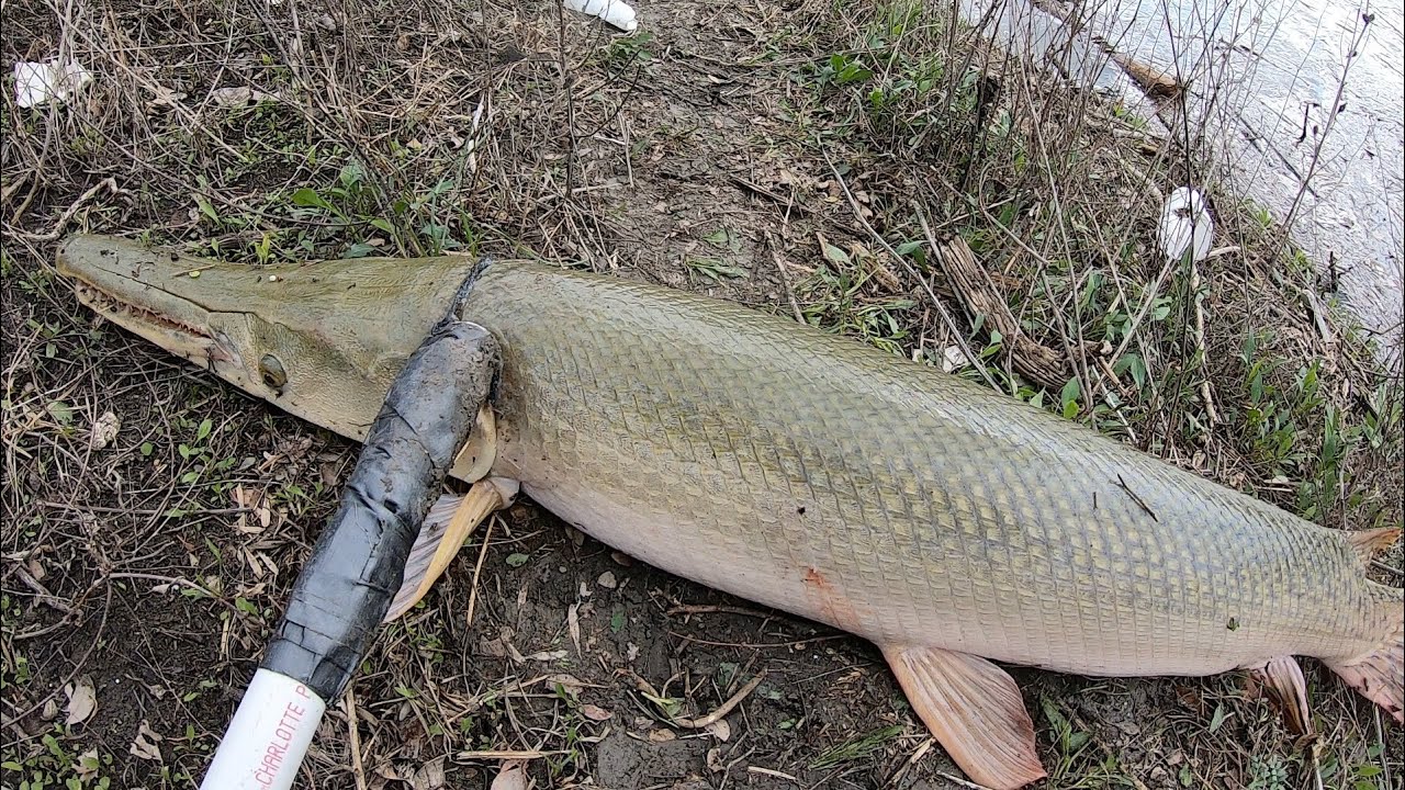Cómo pescar catanes en el Rio #trinity