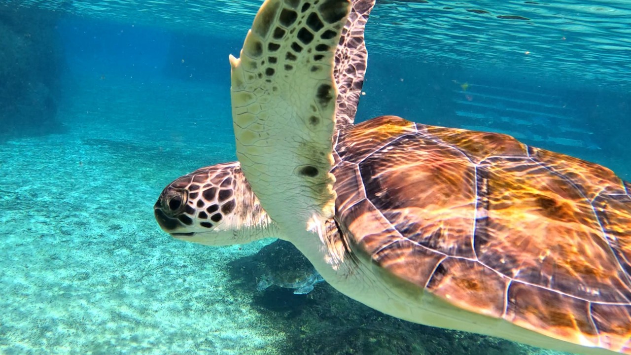 Three Awesome Things to do in Grand Cayman in ONE day | Cayman Islands Guide
