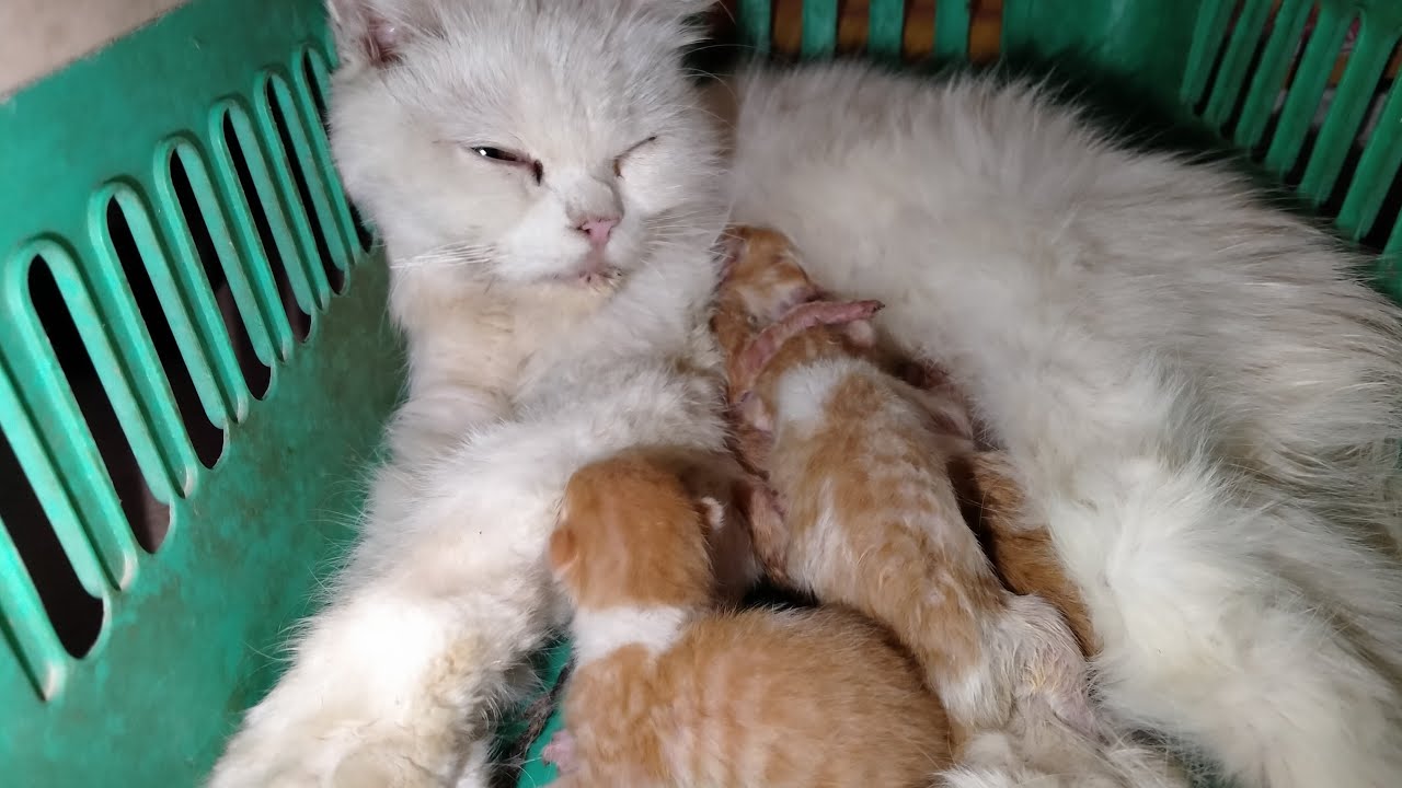 Love 4 Pets is live!