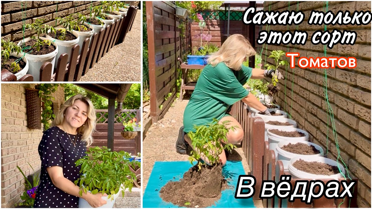 Сажаю Томаты в Вёдрах / Мой способ / Навожу порядок на Даче / какой Сорт Клубники