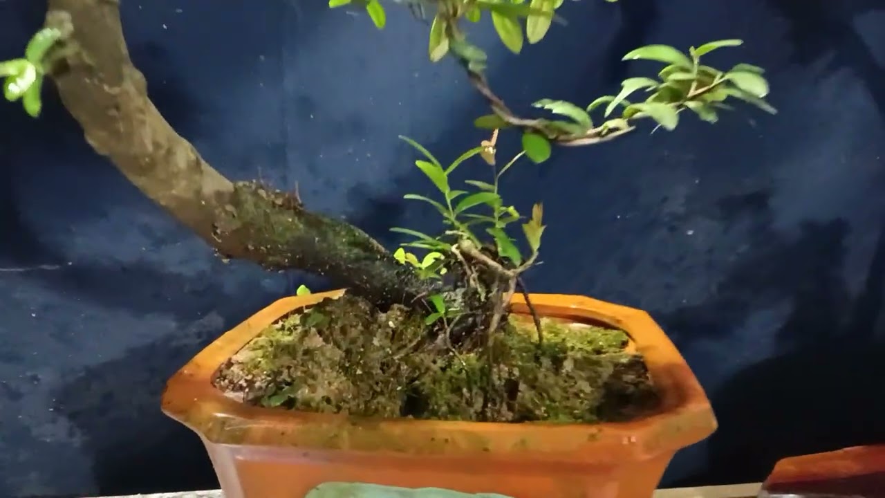 10/3  kênh chuyên giao lưu bonsai khai thác, đt:0382245732