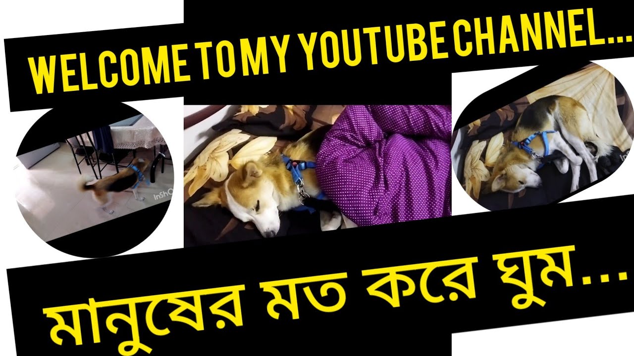 ###  Eat and sleep Boku ### খেয়ে দেয়ে ঘুম বকু 🥱🥱🥱 ### @@@ একটা ও মিস করেনি খাবার বকু ###