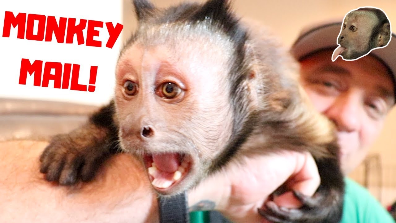 Monkey Monday Exciting Mail Time!