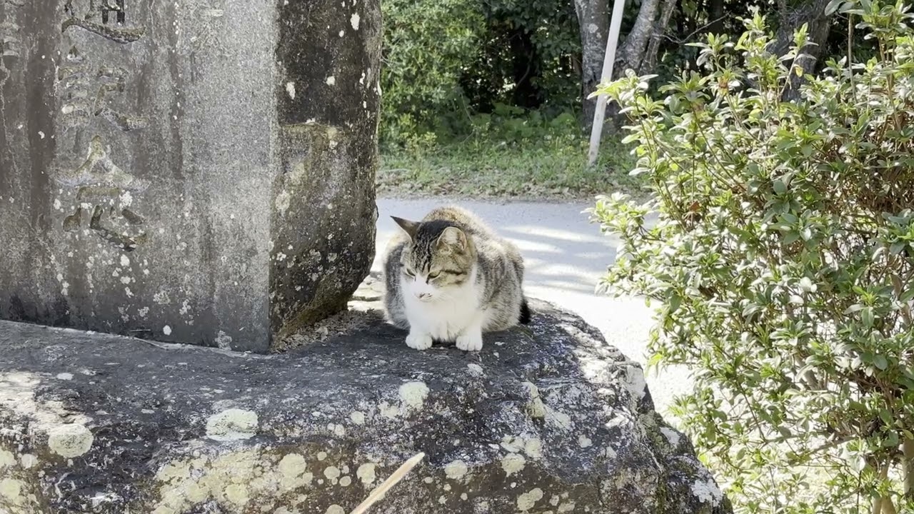 桜神社の記念石碑にいた三毛猫さん