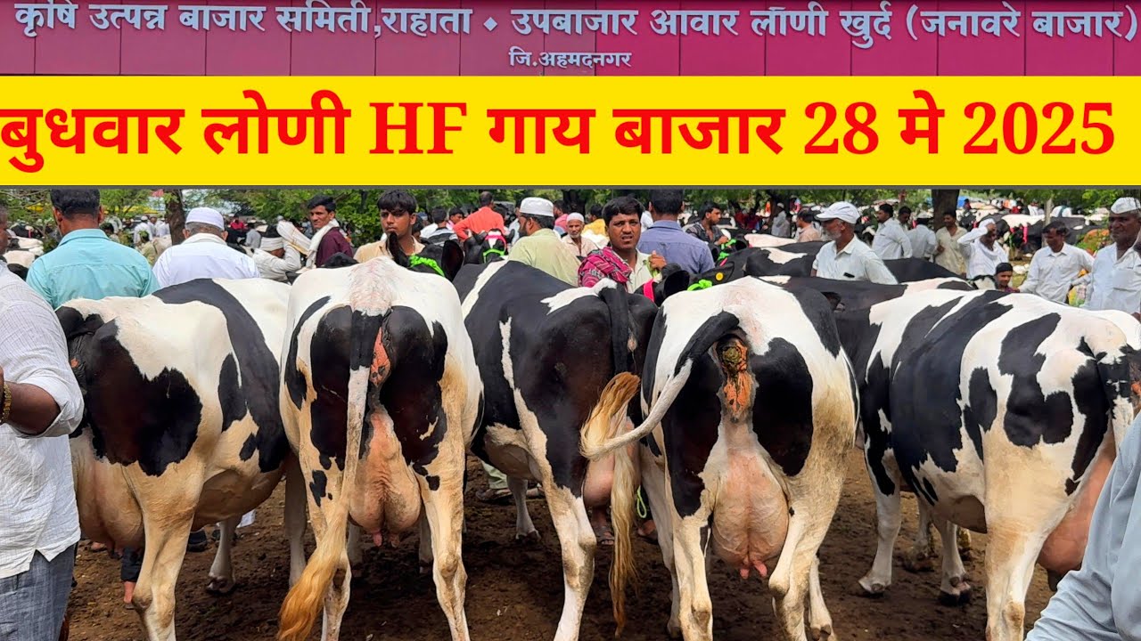 बुधवार HF लोणी खुर्द गाय बाजार live 🔴 28 मे 2025 || Loni Hf Gaay Market #hf_cow_for_sale