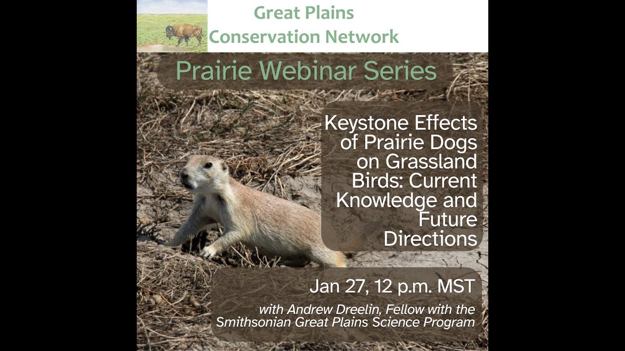 Keystone Effects of Prairie Dogs on Grassland Birds: Current Knowledge and Future Directions