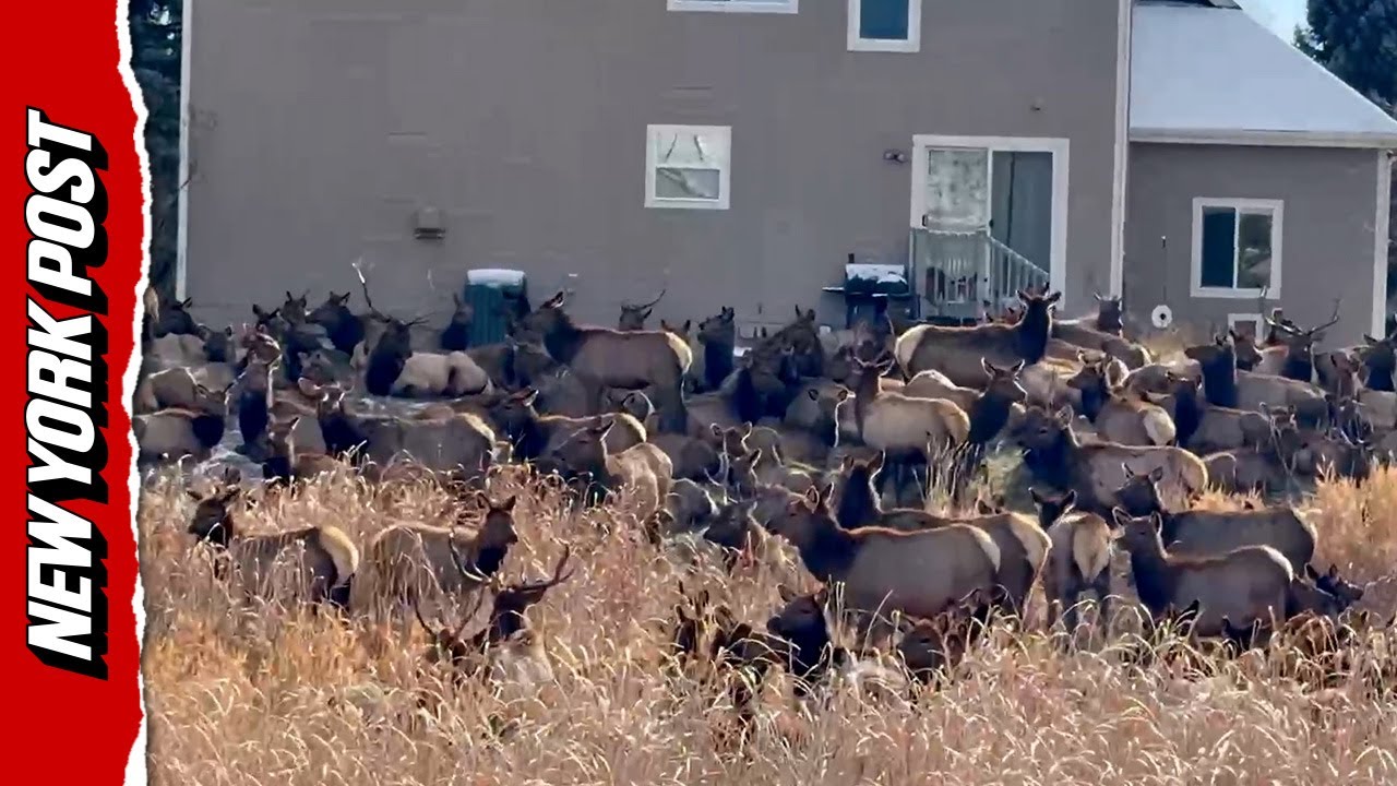 Elk Invasion!: Colorado Family’s Backyard Swarmed by Massive Herd