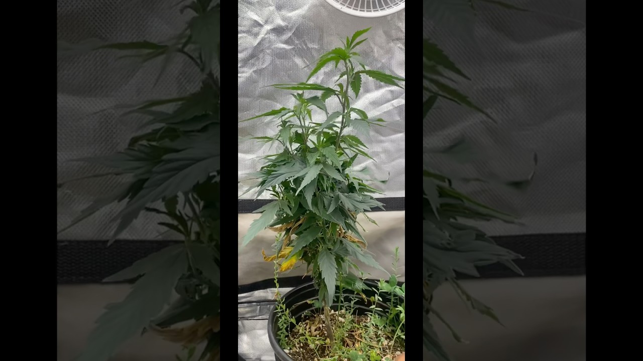 How to Re-veg a plant #revegging #plant #education #content #gardeningtips #indoorplants