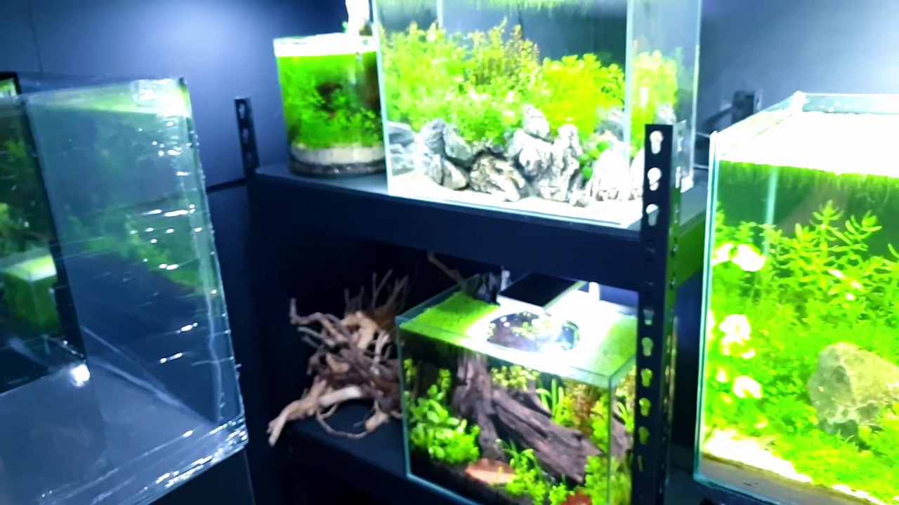 Big Changes | Tank Exclusives | Feeding My Fish (vlog) - How To: No Filter No Ferts No co2 No Heater