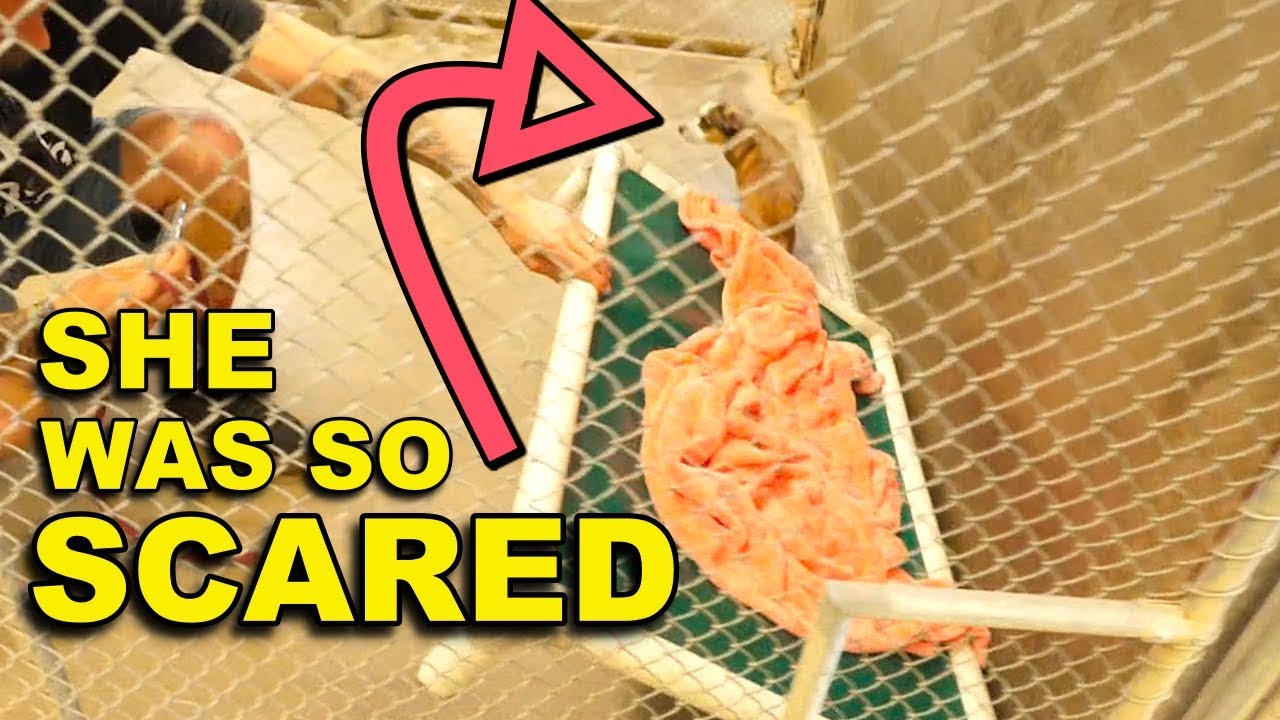Rescue Dog BLOSSOM Terrified Until Hiding Spot Transformed | Featured on The Dodo