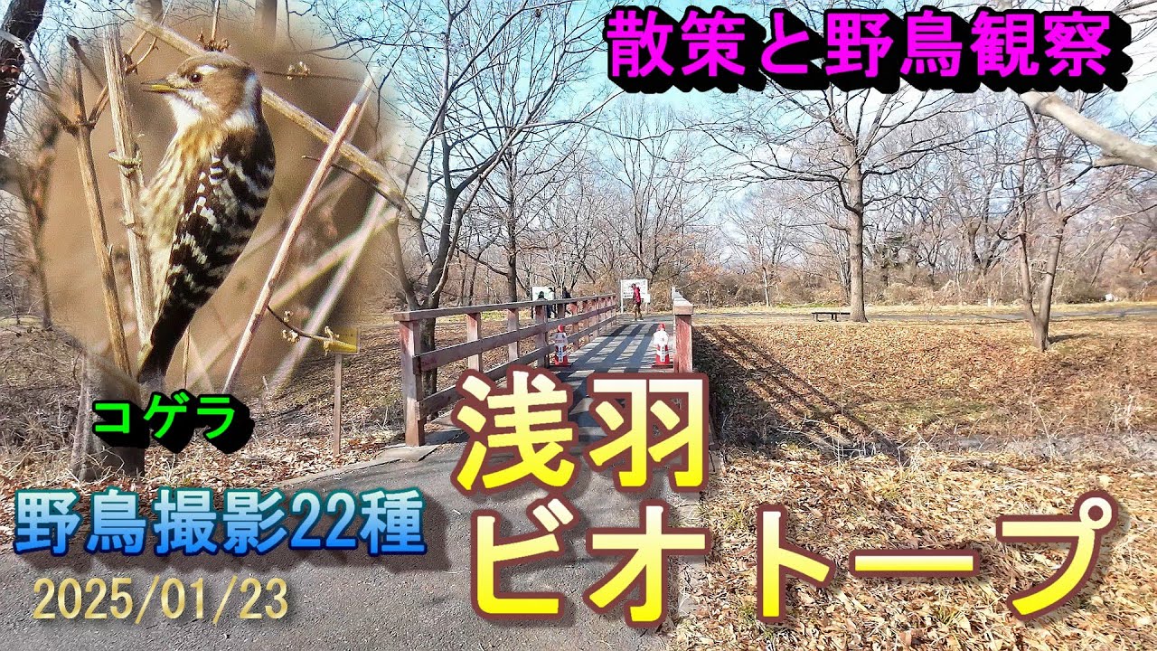 【散策と野鳥観察】浅羽ビオトープ～高麗川ふるさと遊歩道