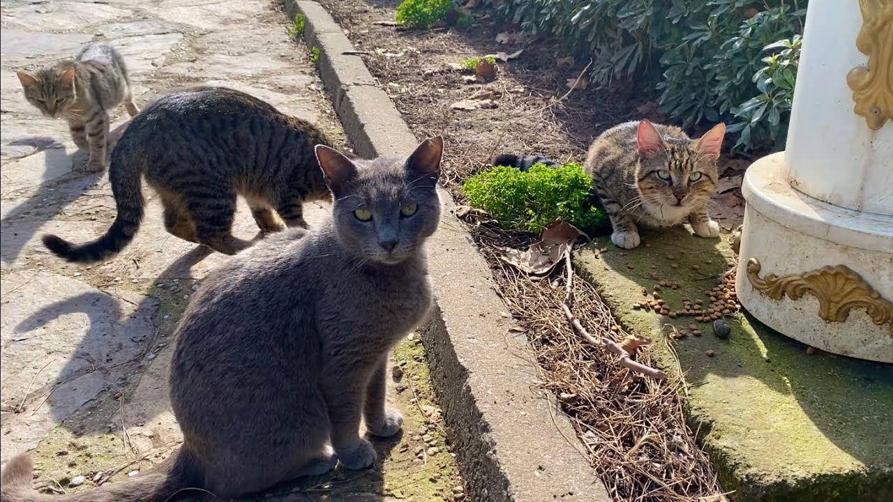 Incredibly beautiful cats living on the streets. The white cat is very cute.