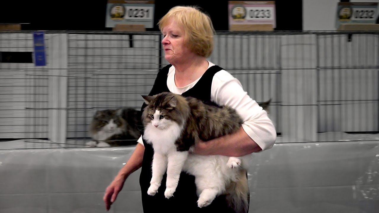 CFA International Cat Show 2017 - Championship Wegies
