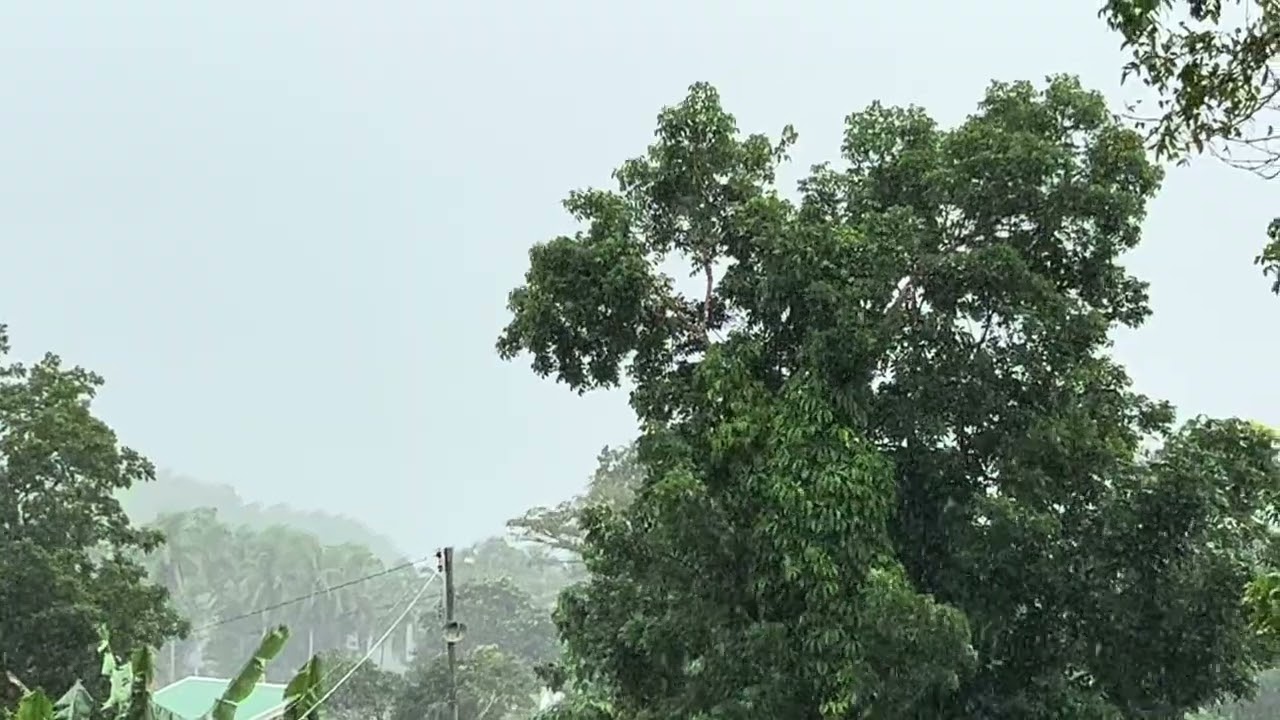 Rain! Countryside Forest View.