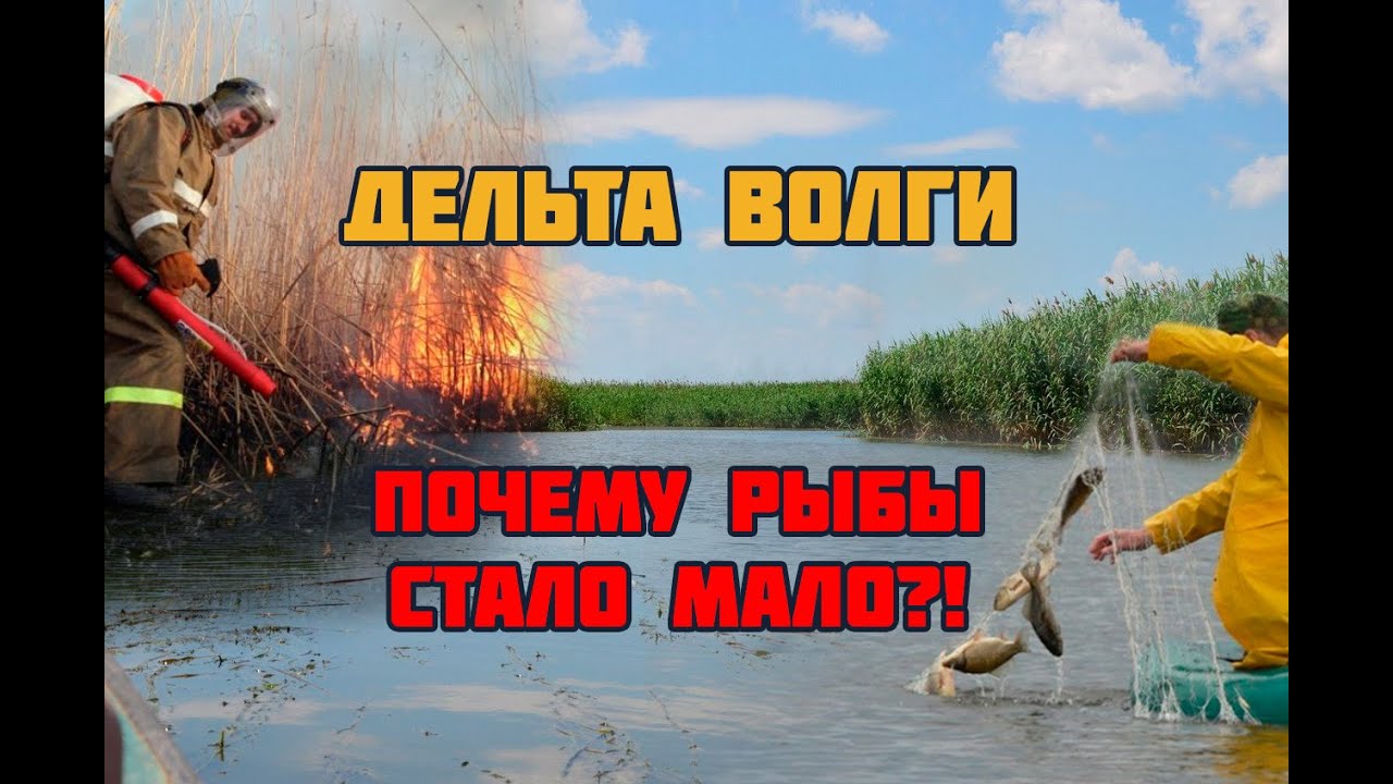 Дельта Волги. Почему нет рыбы? Экспертное мнение кандидата биологических наук Кирилла Литвинова